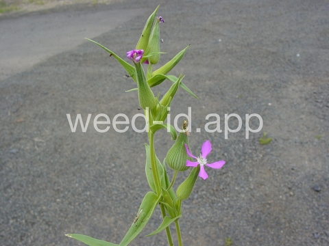 catchfly, cone